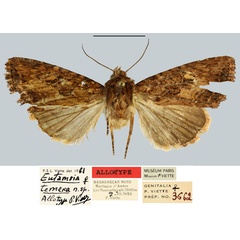 /filer/webapps/moths/media/images/T/tenera_Eutamsia_AT_MNHN.jpg