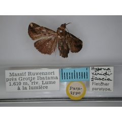 /filer/webapps/moths/media/images/V/viridifascia_Hypena_PT_RMCA_01.jpg