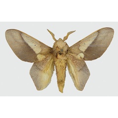 /filer/webapps/moths/media/images/G/gelata_Sonitha_HT_MNHN.jpg