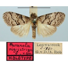 /filer/webapps/moths/media/images/N/nigristriga_Paranola_PT_TMSA.jpg