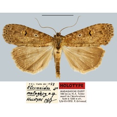 /filer/webapps/moths/media/images/M/malagasy_Elesmoides_HT_MNHN.jpg