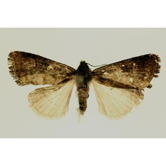 /filer/webapps/moths/media/images/C/contraria_Euxootera_PT_RMCA.jpg