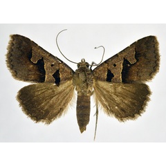 /filer/webapps/moths/media/images/H/hamifera_Anoba_AF_NHMO.jpg