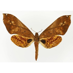 /filer/webapps/moths/media/images/V/vicaria_Platysphinx_AF_Basquin.jpg