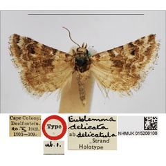 /filer/webapps/moths/media/images/D/delicatula_Eublemma_HT_NHMUK.jpg
