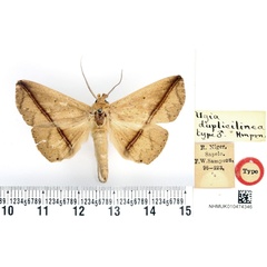 /filer/webapps/moths/media/images/D/duplicilinea_Ugia_HT_BMNH.jpg