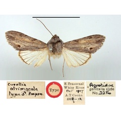 /filer/webapps/moths/media/images/A/atrimacula_Cucullia_HT_BMNH.jpg
