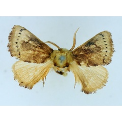/filer/webapps/moths/media/images/A/albisignata_Pseudothosea_AM_TMSA.jpg