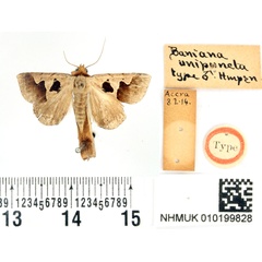/filer/webapps/moths/media/images/U/unipuncta_Baniana_HT_BMNH.jpg