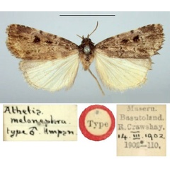 /filer/webapps/moths/media/images/M/melanephra_Athetis_HT_BMNH.jpg