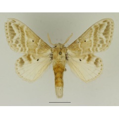 /filer/webapps/moths/media/images/G/gemmata_Eucraera_AF_Basquin_03.jpg