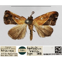 /filer/webapps/moths/media/images/B/bella_Eustrotia_HT_NHMUK.jpg