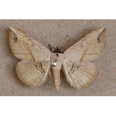 /filer/webapps/moths/media/images/N/nigriceps_Maxera_A_Butler.jpg