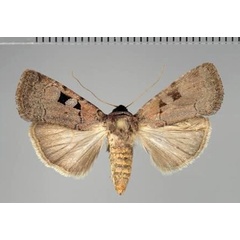 /filer/webapps/moths/media/images/G/gaedei_Ochropleura_AF_Fiebig.jpg