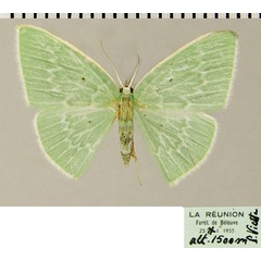 /filer/webapps/moths/media/images/L/leuconeura_Comostolopsis_AF_ZSM.jpg