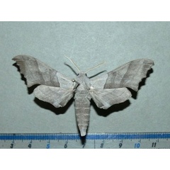/filer/webapps/moths/media/images/P/ponens_Polyptychoides_A_Goff.jpg