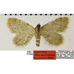 /filer/webapps/moths/media/images/M/macrospinata_Idaea_HT_ZSMa.jpg