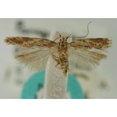 /filer/webapps/moths/media/images/F/ferulata_Parapsectris_PLT_BMNH.jpg