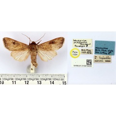 /filer/webapps/moths/media/images/P/praetexta_Leucania_PT_BMNH.jpg