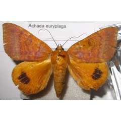 /filer/webapps/moths/media/images/E/euryplaga_Achaea_A_Bippus.jpg
