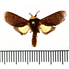 /filer/webapps/moths/media/images/F/flavicollis_Casphalia_AM_BMNH.jpg