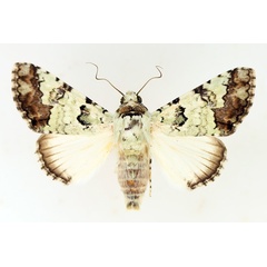 /filer/webapps/moths/media/images/M/marmorifera_Bamra_AF_TMSA_02.jpg