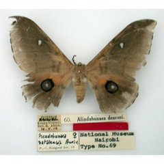 /filer/webapps/moths/media/images/D/deaconi_Alindabunaea_HT_NMK.jpg