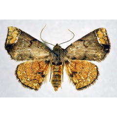 /filer/webapps/moths/media/images/S/steganioides_Tegiapa_AF_NHMO.jpg
