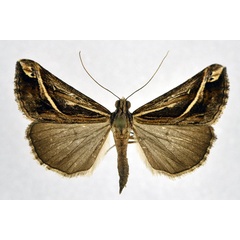 /filer/webapps/moths/media/images/S/senialis_Hypena_A_NHMO.jpg