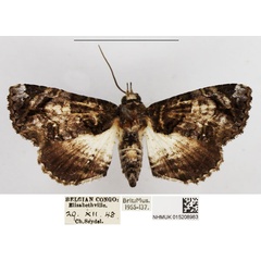 /filer/webapps/moths/media/images/L/lichenosa_Perciana_AF_NHMUK.jpg