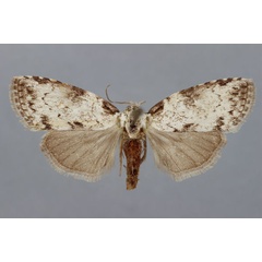 /filer/webapps/moths/media/images/I/incana_Meganola_A_BMNH.jpg