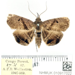 /filer/webapps/moths/media/images/Z/zethesia_Trichopalpina_AM_BMNH.jpg