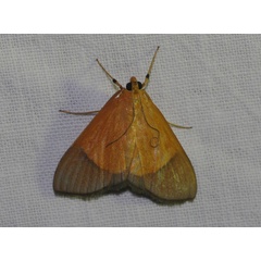 /filer/webapps/moths/media/images/H/hesusalis_Phostria_A_Jorpeland.jpg