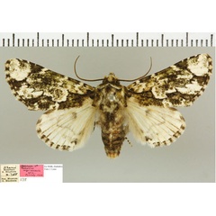 /filer/webapps/moths/media/images/N/nigrimacula_Thiacidas_HT_NMB.jpg