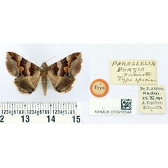 /filer/webapps/moths/media/images/P/portia_Parallelia_HT_BMNH.jpg