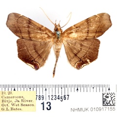 /filer/webapps/moths/media/images/A/angustipennis_Gracilodes_AM_BMNH.jpg