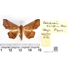 /filer/webapps/moths/media/images/S/simplex_Episparis_STM_BMNH.jpg
