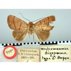 /filer/webapps/moths/media/images/D/digramma_Westermannia_HT_BMNH.jpg