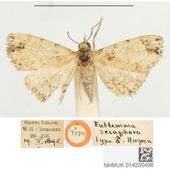 /filer/webapps/moths/media/images/S/sciaphora_Eublemma_HT_BMNH.jpg