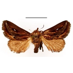 /filer/webapps/moths/media/images/L/lineata_Semyrilla_AF_BMNH.jpg