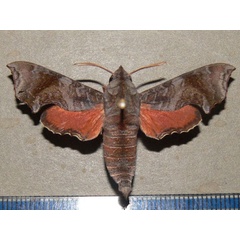 /filer/webapps/moths/media/images/E/elegans_Temnora_A_Goff_01.jpg