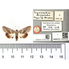 /filer/webapps/moths/media/images/D/diascota_Lyncestis_AT_BMNH.jpg