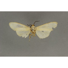 /filer/webapps/moths/media/images/F/flaviceps_Estigmene_ST_BMNH.jpg