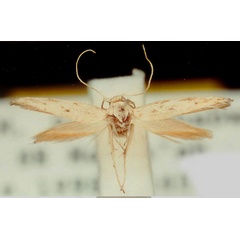 /filer/webapps/moths/media/images/B/beccella_Scythris_HT_ZMUC.jpg