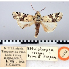 /filer/webapps/moths/media/images/N/neavi_Ethioterpa_HT_BMNH.jpg