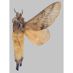 /filer/webapps/moths/media/images/P/pallens_Pallastica_AM_Volkova.jpg