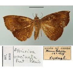 /filer/webapps/moths/media/images/U/uncinata_Aburina_PT_MSNM.jpg