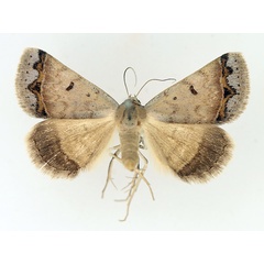 /filer/webapps/moths/media/images/A/annexa_Plecoptera_AM_TMSA_02.jpg