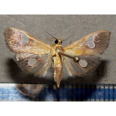 /filer/webapps/moths/media/images/F/flavicepsalis_Ulopeza_A_Goff.jpg