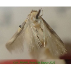 /filer/webapps/moths/media/images/C/clarkei_Stathmopoda_HT_MNHN.jpg